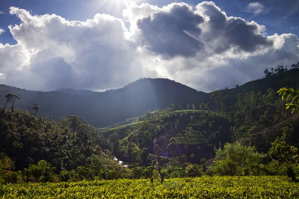 Paesaggio piantagione di tè in Sri Lanka — Foto Stock