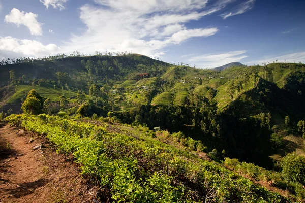 Peisaj plantație de ceai în Sri Lanka — Fotografie, imagine de stoc