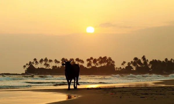 Koe bij zonsondergang op tropisch strand in Sri Lanka — Stockfoto