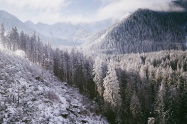 Karla kaplı köknar ağaçlarının hava manzarası