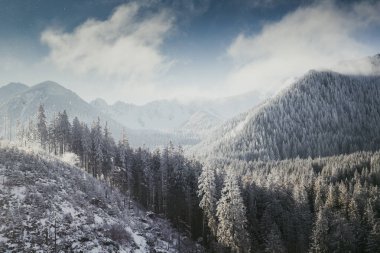Karla kaplı köknar ağaçlarının hava manzarası