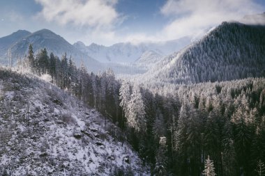 Karla kaplı köknar ağaçlarının hava manzarası