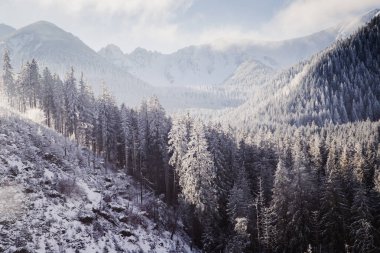 Karla kaplı köknar ağaçlarının hava manzarası