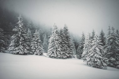 Kış Harikalar Diyarı - Karlı köknar ağaçları ile Noel arka planı