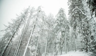 Dağlarda karlı köknar ağaçları olan kış harikalar diyarı