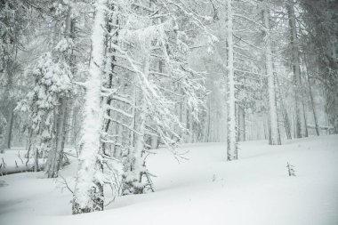 Dağlarda karlı köknar ağaçları olan kış harikalar diyarı