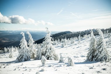 Dağlarda karlı köknar ağaçları olan kış harikalar diyarı