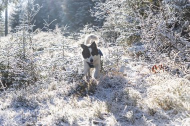 Kışın donmuş ağaçlarla kaplı beyaz çoban köpeği. 