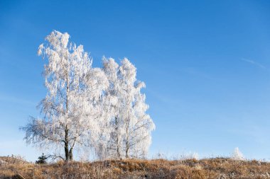 Kış manzarası donuk ağaçlarla dolu.