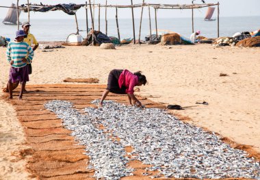 Kurutulmuş balık sahilde içinde Negombo, Sri Lanka tarihinde 31 Aralık, 2014 arasında Negombo, Sri Lanka - 31 Aralık: tanımlanamayan balıkçı.