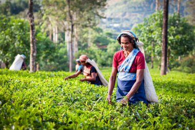 Maskeliya, Sri Lanka - 4 Ocak: kadın çay seçici çay plantasyon içinde Maskeliya, 4 Ocak 2015 '. Doğrudan ve dolaylı olarak, bir milyonu aşkın Sri Lankalı çay sektöründe istihdam edilmektedir.