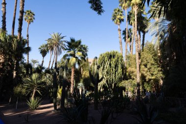 Marakeş 'te palmiye ve kaktüslü egzotik bir bahçe.