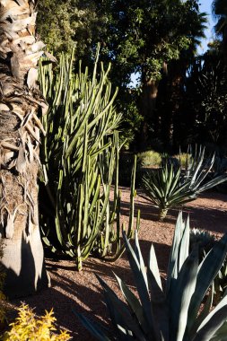 Marakeş 'te palmiye ve kaktüslü egzotik bir bahçe.