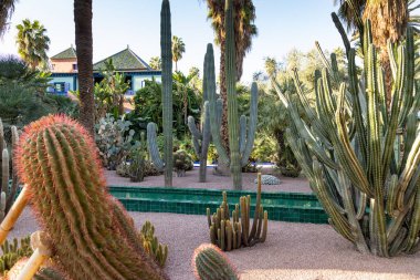 Marakeş 'te palmiye ve kaktüslü egzotik bir bahçe.