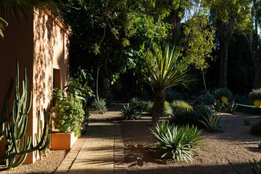 Marakeş 'te palmiye ve kaktüslü egzotik bir bahçe.