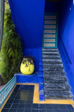 Mavi arka plandaki saksılarda tropikal çiçekler