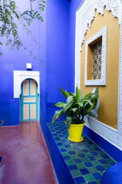 Mavi arka plandaki saksılarda tropikal çiçekler