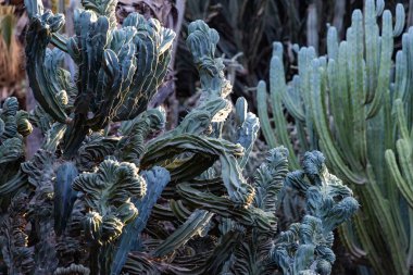 Marakeş 'te palmiye ve kaktüslü egzotik bir bahçe.