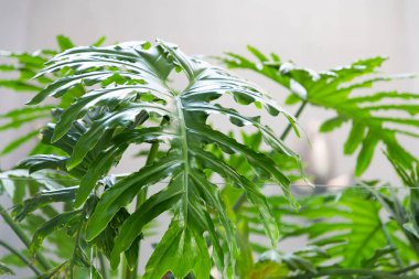 Marakeş 'te palmiye ve kaktüslü egzotik bir bahçe.