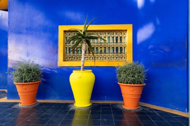 Mavi arka plandaki saksılarda tropikal çiçekler