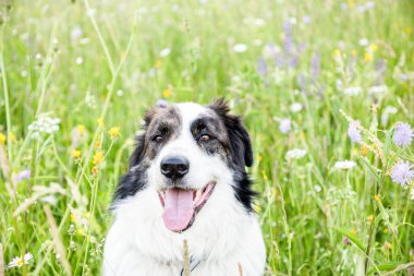 Mutlu beyaz köpek yeşil çimenlerde oynuyor