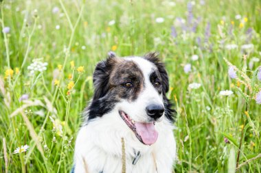 Mutlu beyaz köpek yeşil çimenlerde oynuyor
