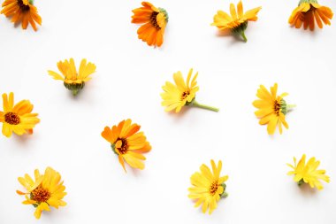 Calendula officinalis ya da beyaz üzerine kadife çiçeği