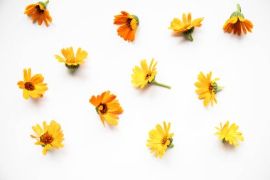 Calendula officinalis ya da beyaz üzerine kadife çiçeği