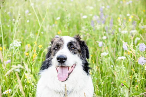 Mutlu beyaz köpek yeşil çimenlerde oynuyor