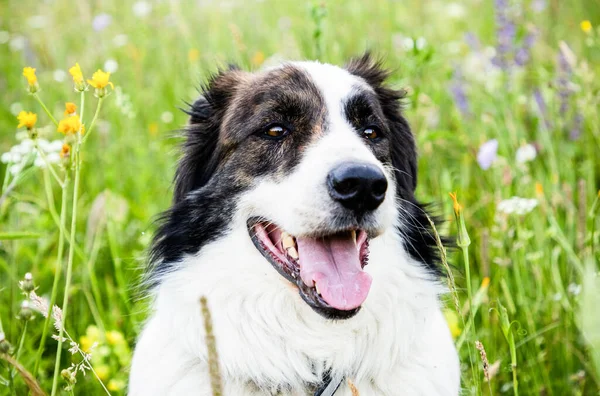Mutlu beyaz köpek yeşil çimenlerde oynuyor