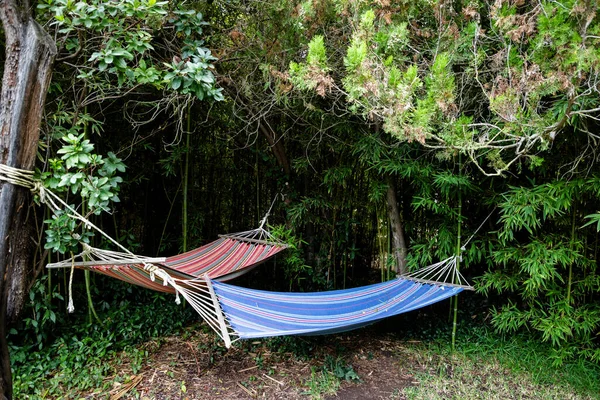 Parlak yeşil bahçedeki hamaklar