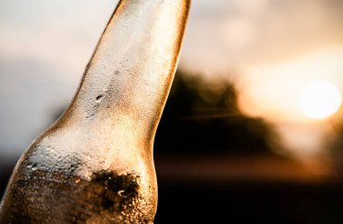 Yaz günbatımında soğuk bir bira şişesi