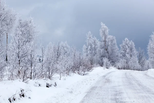 冬季景观与雪杉树 — 图库照片