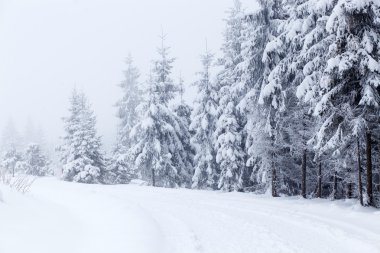 karlı köknar ağaçları ile kış manzarası