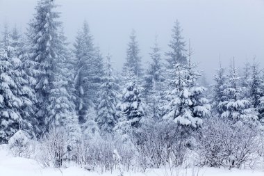 karlı köknar ağaçları ile kış manzarası