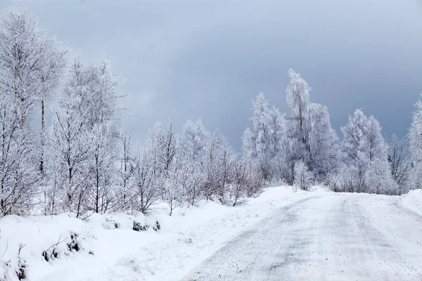 冬季景观与雪杉树 — 图库照片