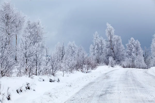 冬季景观与雪杉树 — 图库照片