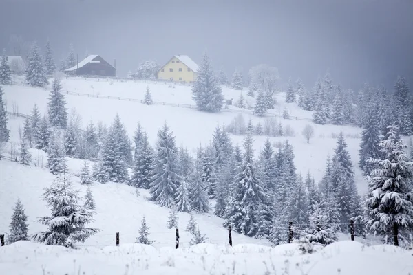 Karlı köknar ağaçları ile kış manzarası — Stok fotoğraf