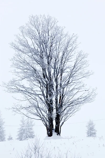 Vinterlandskap med snötäckta granar — Stockfoto