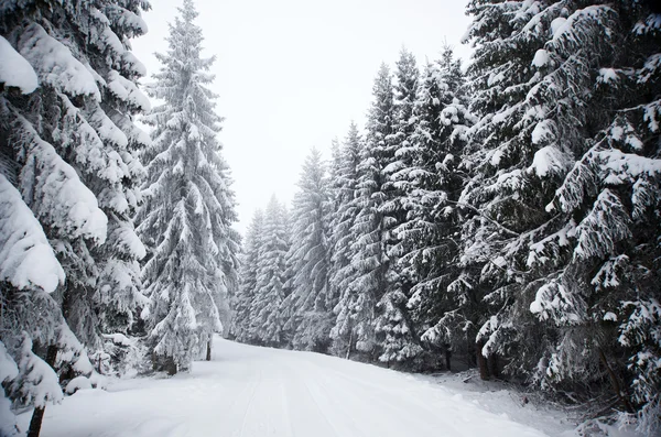 Winterlandschap met besneeuwde sparren — Stockfoto