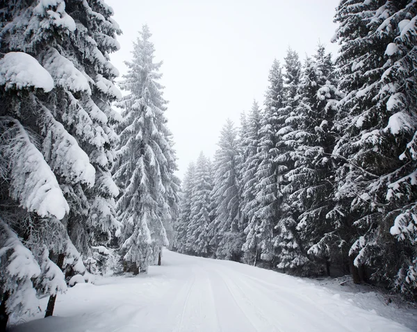 冬季景观与雪杉树 — 图库照片