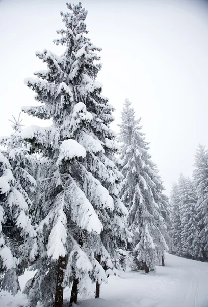 Winterlandschap met besneeuwde sparren — Stockfoto