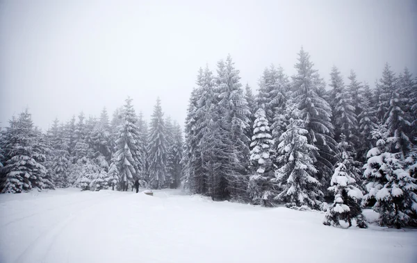 冬季景观与雪杉树 — 图库照片