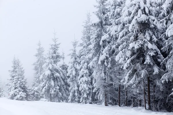 冬季景观与雪杉树 — 图库照片