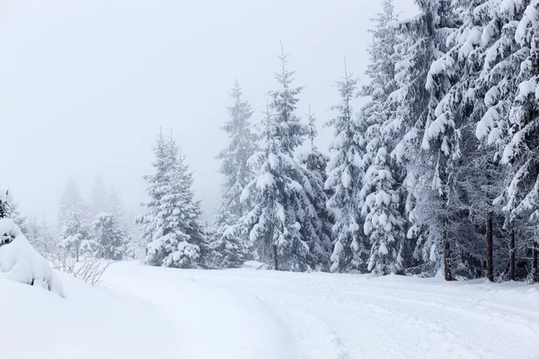 Paysage hivernal avec sapins neigeux — Photo