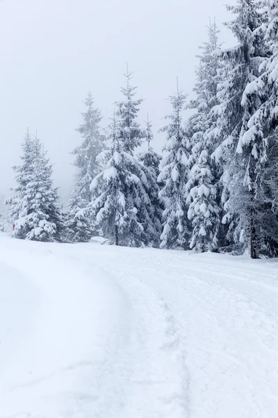 冬季景观与雪杉树 — 图库照片