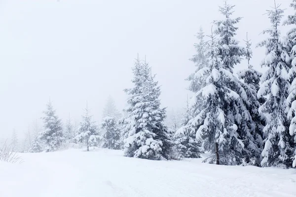 Paisagem de inverno com abetos nevados — Fotografia de Stock