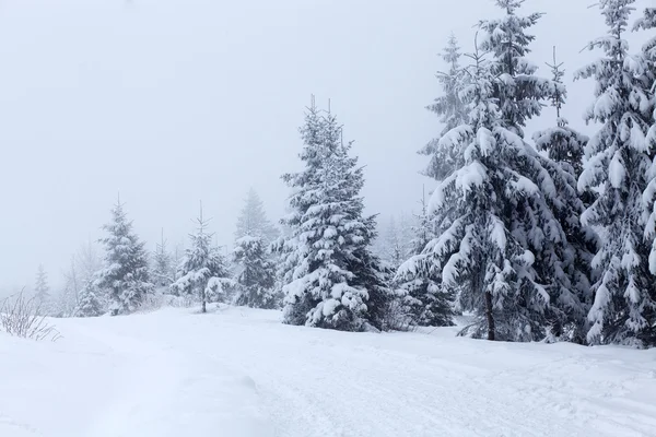 Winterlandschap met besneeuwde sparren — Stockfoto