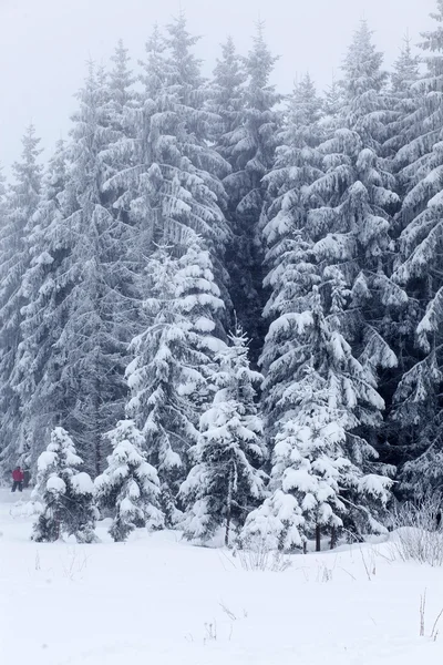 Paisaje invernal con abetos nevados —  Fotos de Stock