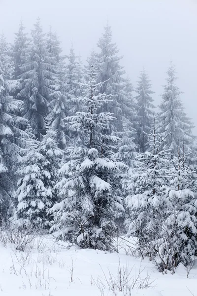 Paesaggio invernale con abeti innevati — Foto Stock